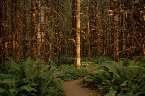 Path winds through a dense forest filled with ferns and tall trees, creating a serene and natural scene, emphasizing the tranquil environment.