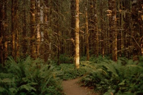 Path winds through a dense forest filled with ferns and tall trees, creating a serene and natural scene, emphasizing the tranquil environment.