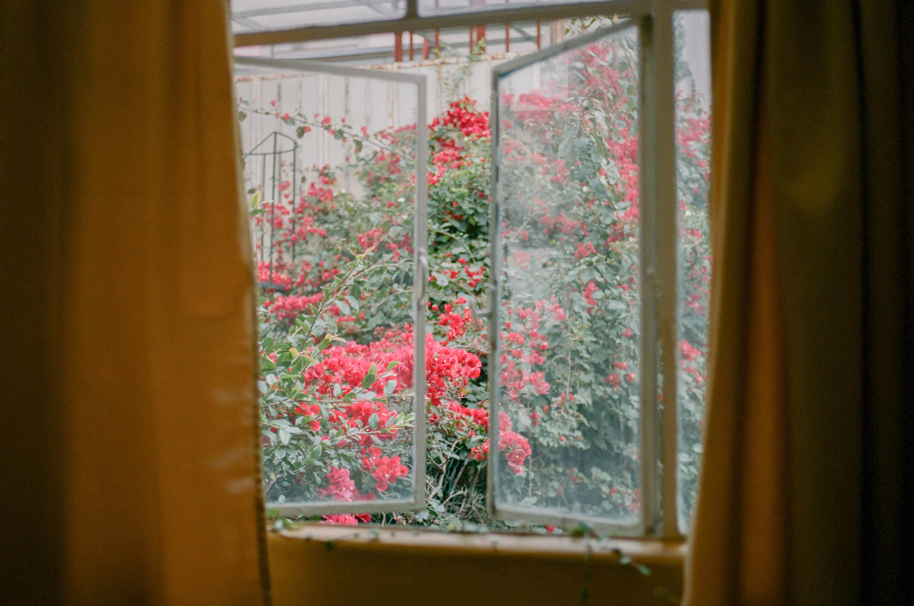 Open window view: a lush garden with vibrant red flowers and dense green foliage, framed by golden drapes, creating an indoor-outdoor connection.