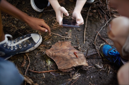 Kids gather outdoors around a log with a centipede, one using a smartphone to photograph the insect on the woodland floor.