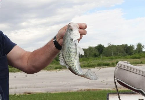 Adult male holding a spotted crappie fish in his hand while standing outside with grass, asphalt, and trees in the background.