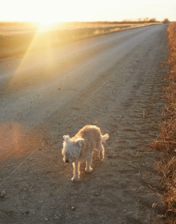 A small shaggy dog walking on a dirt road during a bright sunset with warm golden hour light.