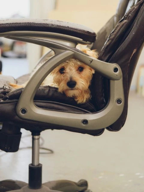 Close-up of a tan terrier mix dog sitting in a worn brown office chair with a silver frame indoors, looking directly at the camera.