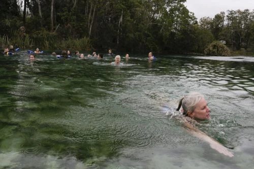 People swimming in a natural spring with clear water, surrounded by lush greenery and trees. A group of swimmers enjoy a refreshing dip.