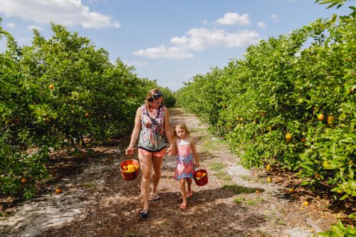 Mother and daughter holding buckets of harvested oranges, walk down a tree-lined row at an orange grove under a sunny sky.