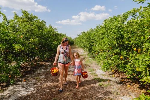 Mother and daughter holding buckets of harvested oranges, walk down a tree-lined row at an orange grove under a sunny sky.