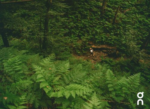 An aerial view of a person walking through a dense green forest with ferns and trees, creating a sense of adventure and solitude in nature.