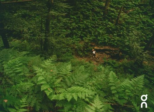 An aerial view of a person walking through a dense green forest with ferns and trees, creating a sense of adventure and solitude in nature.