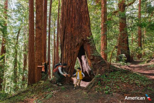 Family explores a redwood forest, with a child standing near a large redwood tree and adults near the base of another tree.