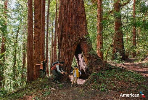 Family explores a redwood forest, with a child standing near a large redwood tree and adults near the base of another tree.
