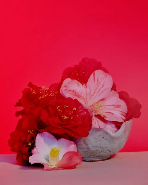 Still life shot of red and white camellia flowers in a ceramic bowl against a vibrant red background, studio lighting, elegant floral arrangement.