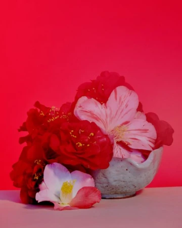 Still life shot of red and white camellia flowers in a ceramic bowl against a vibrant red background, studio lighting, elegant floral arrangement.