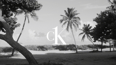 Monochrome landscape image featuring palm trees along a sandy beach with superimposed ck one text in the center.