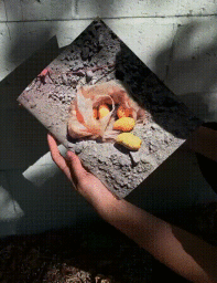 Hand holding a textured block featuring a small plastic bag with yellow fruits resting on a rough surface.