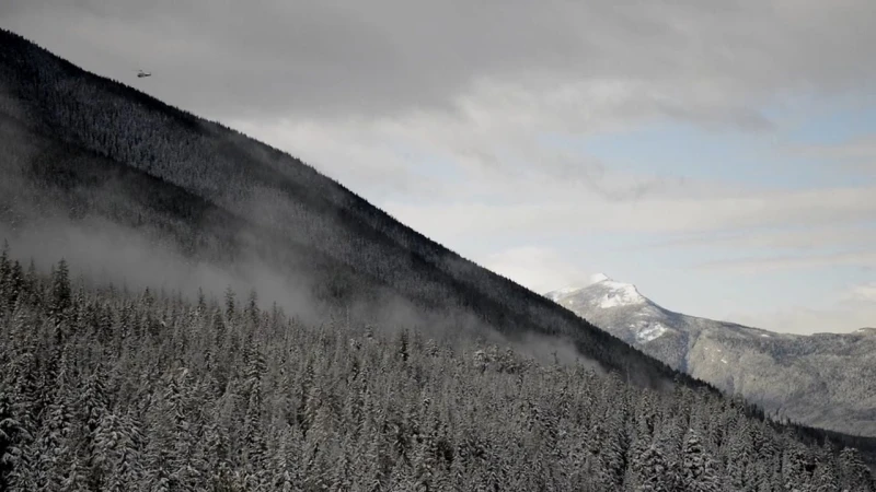 Aerial view of a snow-covered mountain slope with dense pine forest under an overcast sky, captured by Bryce Duffy.