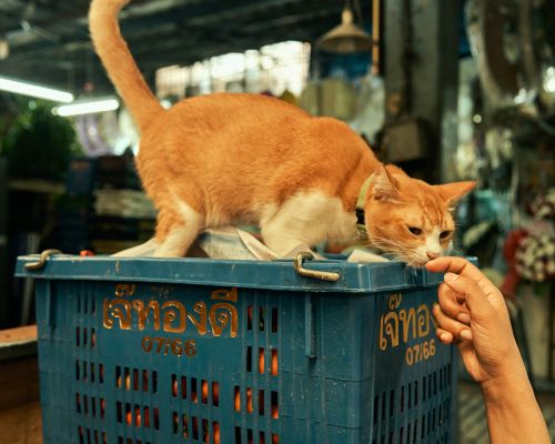 Ginger tabby cat reaching for a human hand over a blue plastic crate in an indoor market setting with muted lighting.