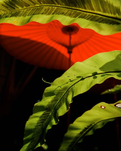 Close-up of textured green leaves with shadows and a glimpse of a red umbrella, creating a nature-inspired and vibrant composition.