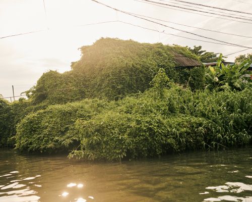 Green foliage covers a building near water, with an overgrown look. Plants obscure the architecture under a bright, overcast sky.