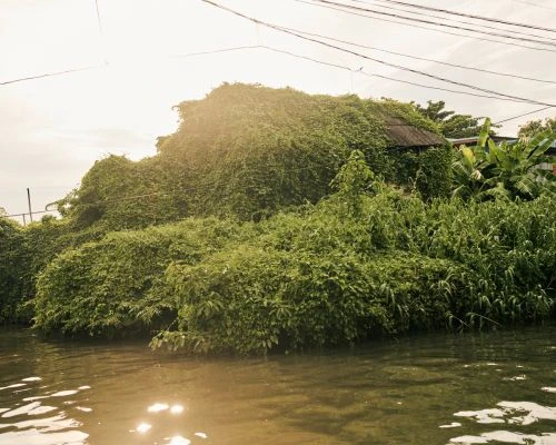 Green foliage covers a building near water, with an overgrown look. Plants obscure the architecture under a bright, overcast sky.