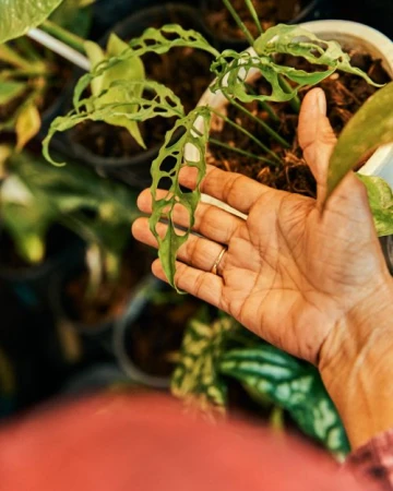 Close-up of a hand holding a Swiss cheese plant leaf with distinctive holes. Potted plants are visible in the background.