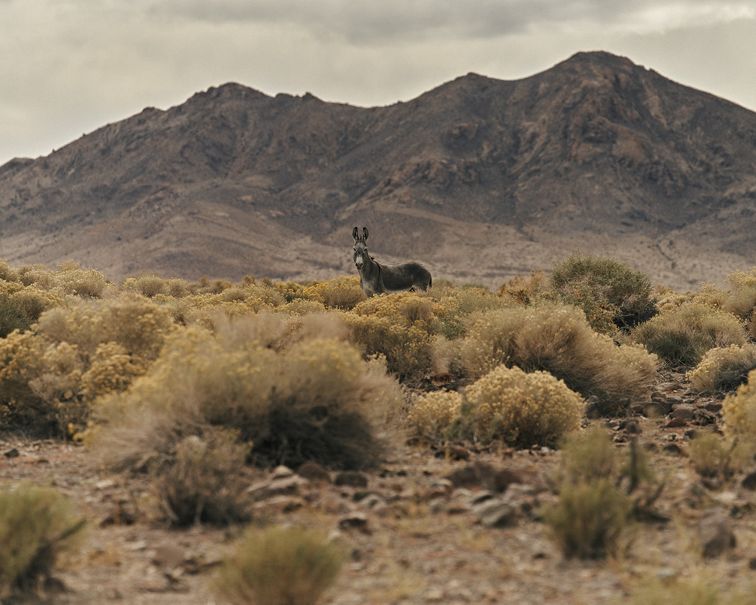 A donkey stands in a field of yellow desert brush with a brown mountain backdrop under an overcast sky, creating a natural scene.