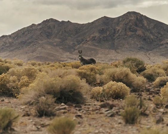 A donkey stands in a field of yellow desert brush with a brown mountain backdrop under an overcast sky, creating a natural scene.