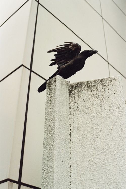 A black crow perched on a weathered white wall with its wings partially spread, set against a modern, light-grey building facade.