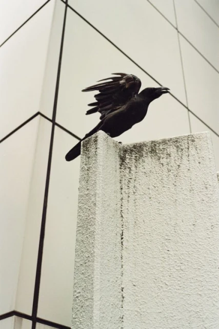 A black crow perched on a weathered white wall with its wings partially spread, set against a modern, light-grey building facade.