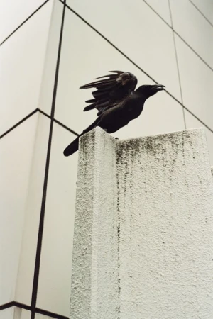 A black crow perched on a weathered white wall with its wings partially spread, set against a modern, light-grey building facade.