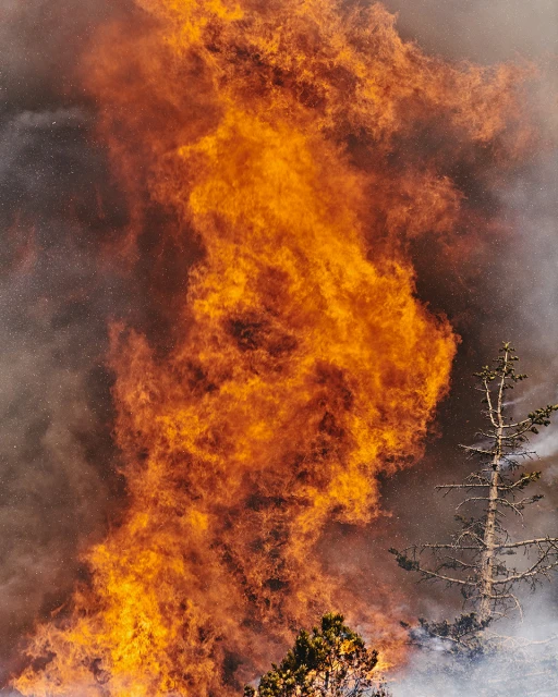 Intense wildfire flames engulfing trees in a forest setting, creating a dramatic and dangerous natural disaster landscape.