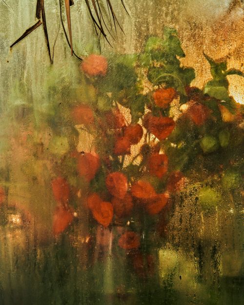 Still life of orange Chinese lantern plants in a vase, seen through a frosted window with moisture droplets and blurred background foliage.