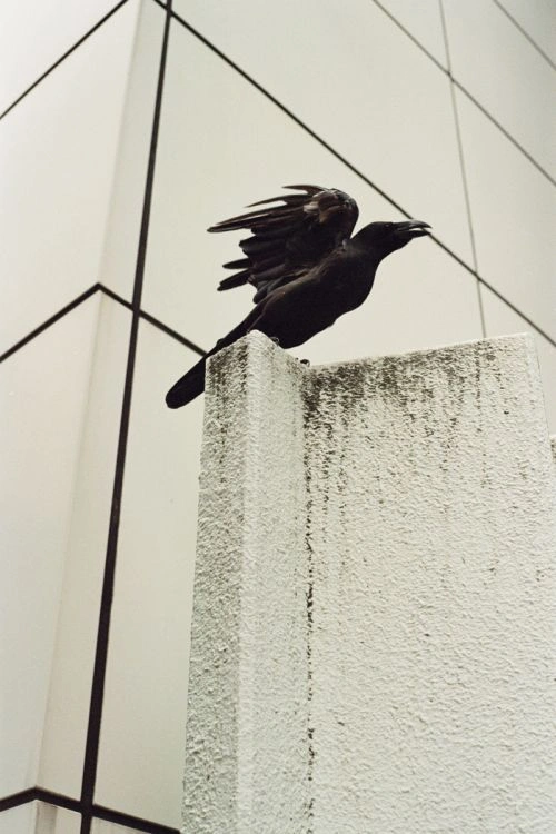 A black crow perched with wings raised on a textured concrete pillar against a modern building facade.