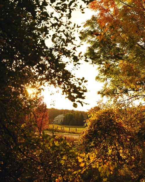 Rural house framed by vibrant autumn foliage, featuring colorful leaves in shades of orange, yellow, red, and green with bright sunlight.