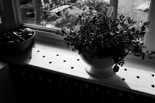 High-contrast black and white photo of a plant in a white ceramic pot on a windowsill with a basket of fruit, with window light.