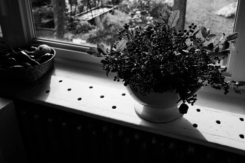 High-contrast black and white photo of a plant in a white ceramic pot on a windowsill with a basket of fruit, with window light.