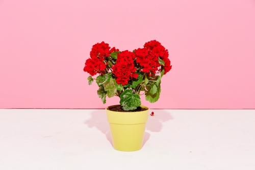 Red geranium flowers in a yellow pot against a pink wall, creating a colorful and bright botanical indoor setting, perfect for home decor.