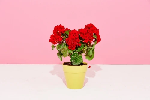 Red geranium flowers in a yellow pot against a pink wall, creating a colorful and bright botanical indoor setting, perfect for home decor.