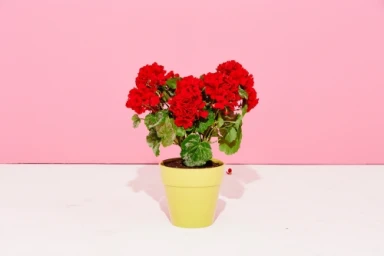 Potted red geranium plant with vibrant flowers in a yellow pot against a bright pink backdrop by Meredith Jenks.