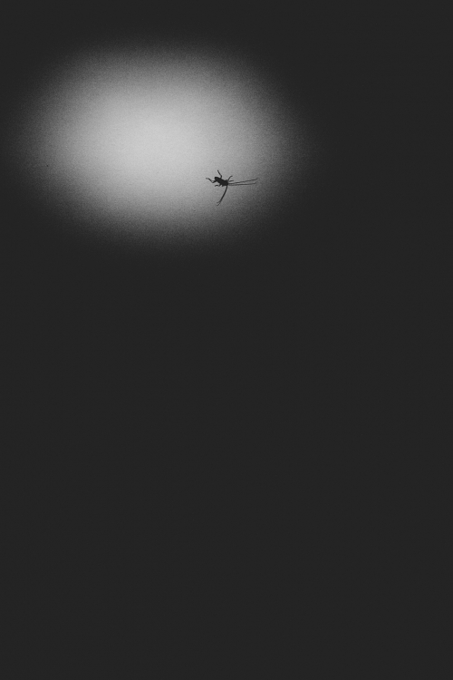 A black and white photograph shows a small insect silhouetted against a bright light source, its delicate wings spread wide.