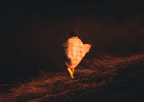 Person in an orange faux-fur coat walks away on dried grass in a dark outdoor setting, illuminated with warm sunset lighting.