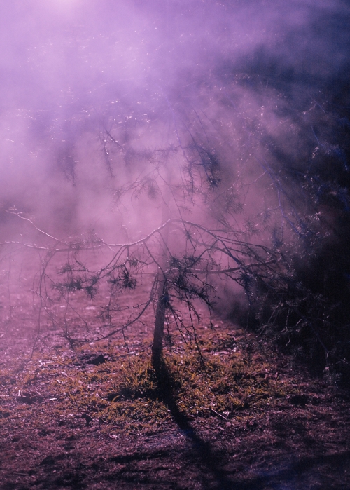 Young evergreen tree with a bent trunk stands on grassy ground surrounded by a hazy, diffused purple light in a natural setting.