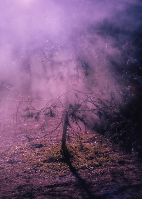 Young evergreen tree with a bent trunk stands on grassy ground surrounded by a hazy, diffused purple light in a natural setting.