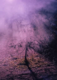 Bare tree standing in a misty landscape with purple and pink atmospheric lighting by Joyce Kim