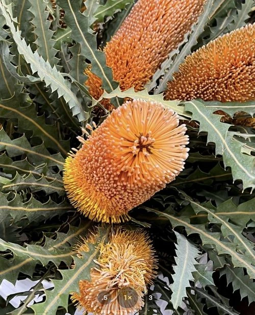 Close-up of vibrant orange Banksia flowers and serrated green leaves, showcasing natural textures and botanical details in a lush arrangement.