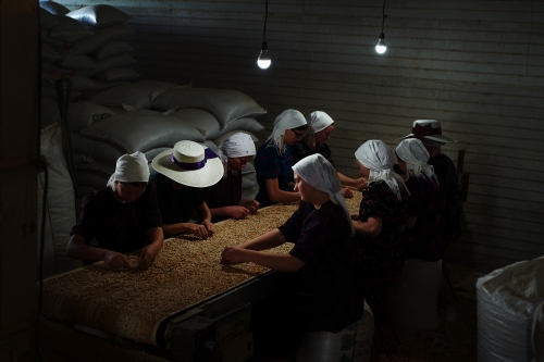 A group of women in dark clothing and white head coverings are working on a conveyor belt filled with grains in a dimly lit indoor setting.