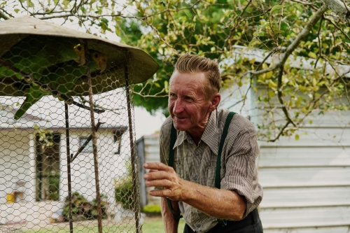 Mature man looks at green parrots in an outdoor cage with a white fence and foliage background on a sunny day in natural light.