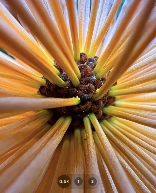 Extreme macro shot of the center of a bright orange flower. The flower's disk florets radiate outwards from a brown central disk.