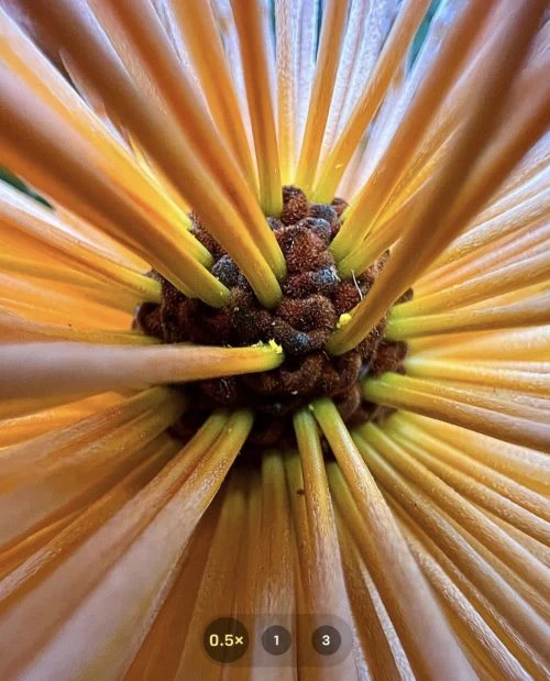 Extreme macro shot of the center of a bright orange flower. The flower's disk florets radiate outwards from a brown central disk.