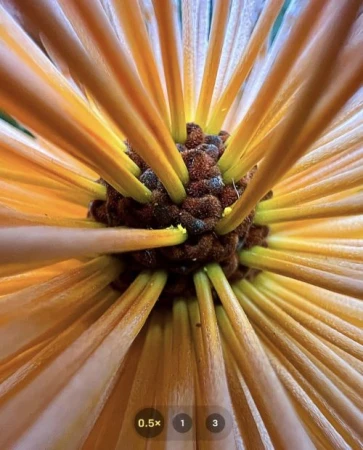 Extreme macro shot of the center of a bright orange flower. The flower's disk florets radiate outwards from a brown central disk.