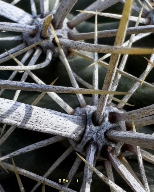 Macro photograph of a green cactus with numerous sharp, tan and gray spines radiating outwards in every direction from the plant body.